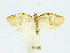 (Clepsis bioalfa9273 - 19-BIOALFA-000349)  @11 [ ] CreativeCommons - Attribution Non-Commercial Share-Alike (2023) Eugenie Phillips Guanacaste Dry Forest Conservation Fund