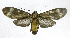  (Euceriodes cf. wernickei - 20-BAES-01294)  @11 [ ] CreativeCommons - Attribution Non-Commercial Share-Alike (2022) Bernardo Espinoza Guanacaste Dry Forest Conservation Fund