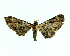  ( - 20-BIOALFA-001058)  @11 [ ] CreativeCommons - Attribution Non-Commercial Share-Alike (2023) Eugenie Phillips Guanacaste Dry Forest Conservation Fund