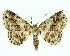  (Bryoptera Malaise2746 - 20-BIOALFA-001070)  @11 [ ] CreativeCommons - Attribution Non-Commercial Share-Alike (2023) Eugenie Phillips Guanacaste Dry Forest Conservation Fund