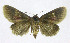  (Opharus BAES2896 - 21-BAES-01602)  @11 [ ] CreativeCommons Attribution NonCommercial ShareAlike (2022) Bernardo Espinoza Guanacaste Dry Forest Conservation Fund