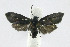  ( - 21-BAES-01620)  @11 [ ] CreativeCommons - Attribution Non-Commercial Share-Alike (2022) Bernardo Espinoza Guanacaste Dry Forest Conservation Fund