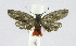  ( - 21-BAES-01623)  @11 [ ] CreativeCommons - Attribution Non-Commercial Share-Alike (2022) Bernardo Espinoza Guanacaste Dry Forest Conservation Fund