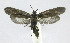  (Urodus phillipsEPRO04 - 21-BAES-01627)  @11 [ ] CreativeCommons - Attribution Non-Commercial Share-Alike (2022) Bernardo Espinoza Guanacaste Dry Forest Conservation Fund