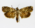  (Hilarographa BioAlfa305 - 21-BIOALFA-001367)  @11 [ ] CreativeCommons - Attribution Non-Commercial Share-Alike (2023) Eugenie Phillips Guanacaste Dry Forest Conservation Fund