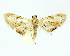  (Dicymolomia BioAlfa2382 - 21-BIOALFA-001522)  @11 [ ] CreativeCommons - Attribution Non-Commercial Share-Alike (2023) Eugenie Phillips Guanacaste Dry Forest Conservation Fund