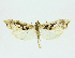  (Rhectosemia BioAlfa9725 - 22-BIOALFA-001749)  @11 [ ] CreativeCommons - Attribution Non-Commercial Share-Alike (2023) Eugenie Phillips Guanacaste Dry Forest Conservation Fund