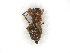  ( - CBG-A27536-H01)  @11 [ ] CreativeCommons - Attribution Share-Alike (2024) CBG Photography Group Centre for Biodiversity Genomics