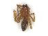  ( - CBG-A27536-H02)  @11 [ ] CreativeCommons - Attribution Share-Alike (2024) CBG Photography Group Centre for Biodiversity Genomics