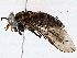  ( - BIOUG76519-G10)  @11 [ ] CreativeCommons - Attribution (2022) CBG Photography Group Centre for Biodiversity Genomics