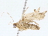  ( - BIOUG76520-B09)  @11 [ ] CreativeCommons - Attribution (2022) CBG Photography Group Centre for Biodiversity Genomics