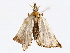  ( - BIOUG76520-C01)  @11 [ ] CreativeCommons - Attribution (2022) CBG Photography Group Centre for Biodiversity Genomics