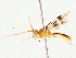  ( - BIOUG76521-F03)  @11 [ ] CreativeCommons - Attribution (2022) CBG Photography Group Centre for Biodiversity Genomics