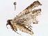  ( - BIOUG76522-C10)  @11 [ ] CreativeCommons - Attribution (2022) CBG Photography Group Centre for Biodiversity Genomics