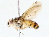  (Genea Malaise6339 - BIOUG76522-F05)  @11 [ ] CreativeCommons - Attribution (2022) CBG Photography Group Centre for Biodiversity Genomics