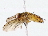  (Genea Malaise7299 - BIOUG76522-F10)  @11 [ ] CreativeCommons - Attribution (2022) CBG Photography Group Centre for Biodiversity Genomics