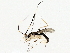  ( - BIOUG76523-A03)  @11 [ ] CreativeCommons - Attribution (2022) CBG Photography Group Centre for Biodiversity Genomics