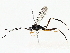  ( - BIOUG76523-A05)  @11 [ ] CreativeCommons - Attribution (2022) CBG Photography Group Centre for Biodiversity Genomics