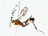  ( - BIOUG76523-A07)  @11 [ ] CreativeCommons - Attribution (2022) CBG Photography Group Centre for Biodiversity Genomics