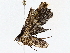  ( - BIOUG76523-E08)  @11 [ ] CreativeCommons - Attribution (2022) CBG Photography Group Centre for Biodiversity Genomics