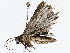  ( - BIOUG76523-E11)  @11 [ ] CreativeCommons - Attribution (2022) CBG Photography Group Centre for Biodiversity Genomics