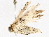  ( - BIOUG76523-F01)  @11 [ ] CreativeCommons - Attribution (2022) CBG Photography Group Centre for Biodiversity Genomics