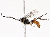  (ichJanzen01 Janzen3288 - BIOUG76524-A10)  @11 [ ] CreativeCommons - Attribution (2022) CBG Photography Group Centre for Biodiversity Genomics