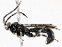  ( - BIOUG76524-B11)  @11 [ ] CreativeCommons - Attribution (2022) CBG Photography Group Centre for Biodiversity Genomics