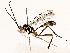  (cryptJanzen01 Malaise5683 - BIOUG76524-C03)  @11 [ ] CreativeCommons - Attribution (2022) CBG Photography Group Centre for Biodiversity Genomics