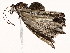  ( - BIOUG76524-E06)  @11 [ ] CreativeCommons - Attribution (2022) CBG Photography Group Centre for Biodiversity Genomics