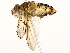 (Genea Malaise4681 - BIOUG76525-F04)  @11 [ ] CreativeCommons - Attribution (2022) CBG Photography Group Centre for Biodiversity Genomics