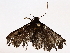  ( - BIOUG76525-G11)  @11 [ ] CreativeCommons - Attribution (2022) CBG Photography Group Centre for Biodiversity Genomics