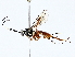  ( - BIOUG76526-D07)  @11 [ ] CreativeCommons - Attribution (2022) CBG Photography Group Centre for Biodiversity Genomics
