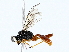  ( - BIOUG76526-D08)  @11 [ ] CreativeCommons - Attribution (2022) CBG Photography Group Centre for Biodiversity Genomics
