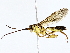  ( - BIOUG76526-E01)  @11 [ ] CreativeCommons - Attribution (2022) CBG Photography Group Centre for Biodiversity Genomics