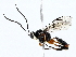  (Macrojoppa Malaise3672 - BIOUG76526-E06)  @11 [ ] CreativeCommons - Attribution (2022) CBG Photography Group Centre for Biodiversity Genomics