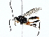  ( - BIOUG76526-E08)  @11 [ ] CreativeCommons - Attribution (2022) CBG Photography Group Centre for Biodiversity Genomics
