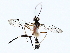  (cryptJanzen01 Malaise1909 - BIOUG76526-E10)  @11 [ ] CreativeCommons - Attribution (2022) CBG Photography Group Centre for Biodiversity Genomics