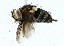  ( - BIOUG76527-A06)  @11 [ ] CreativeCommons - Attribution (2022) CBG Photography Group Centre for Biodiversity Genomics