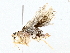  ( - BIOUG76527-E04)  @11 [ ] CreativeCommons - Attribution (2022) CBG Photography Group Centre for Biodiversity Genomics