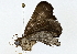  ( - BIOUG76553-B03)  @11 [ ] CreativeCommons - Attribution (2022) CBG Photography Group Centre for Biodiversity Genomics