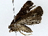  ( - BIOUG76553-G11)  @11 [ ] CreativeCommons - Attribution (2022) CBG Photography Group Centre for Biodiversity Genomics
