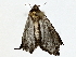  ( - BIOUG76553-H02)  @11 [ ] CreativeCommons - Attribution (2022) CBG Photography Group Centre for Biodiversity Genomics