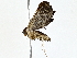  ( - BIOUG76553-H04)  @11 [ ] CreativeCommons - Attribution (2022) CBG Photography Group Centre for Biodiversity Genomics