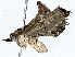  ( - BIOUG76554-F10)  @11 [ ] CreativeCommons - Attribution (2022) CBG Photography Group Centre for Biodiversity Genomics