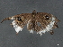  ( - BIOUG76554-G04)  @11 [ ] CreativeCommons - Attribution (2022) CBG Photography Group Centre for Biodiversity Genomics