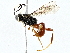  (ichneuMalaise01 Malaise6730 - BIOUG76555-A04)  @11 [ ] CreativeCommons - Attribution (2022) CBG Photography Group Centre for Biodiversity Genomics
