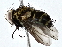  ( - BIOUG76555-A07)  @11 [ ] CreativeCommons - Attribution (2022) CBG Photography Group Centre for Biodiversity Genomics