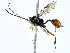  (ichJanzen01 Janzen2372 - BIOUG76555-D06)  @11 [ ] CreativeCommons - Attribution (2022) CBG Photography Group Centre for Biodiversity Genomics