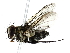  (Lixophaga Malaise2012 - BIOUG80127-D08)  @11 [ ] CreativeCommons - Attribution (2022) CBG Photography Group Centre for Biodiversity Genomics